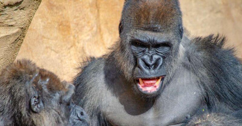 Fuengirola: Bioparc Entrance Ticket - Explore the World of Wildlife at Fuengirolas Bioparc with a $32 Entrance Ticket