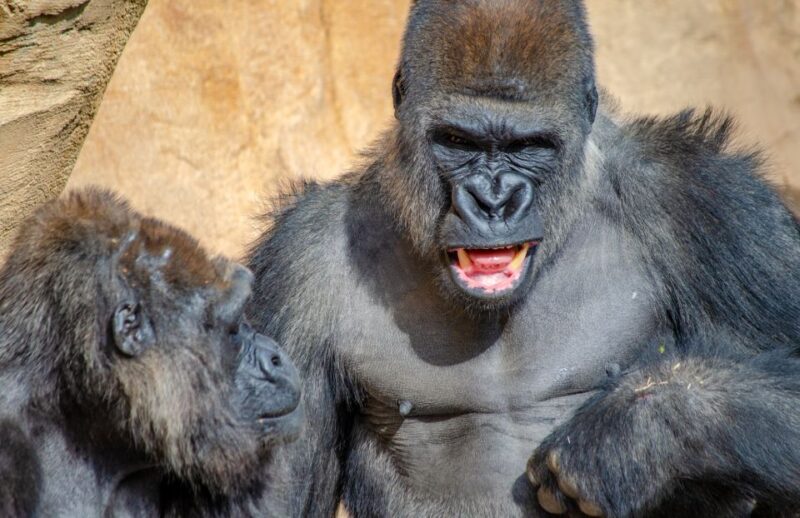 Fuengirola: Bioparc Entrance Ticket - Discovering the African and Asian Habitats