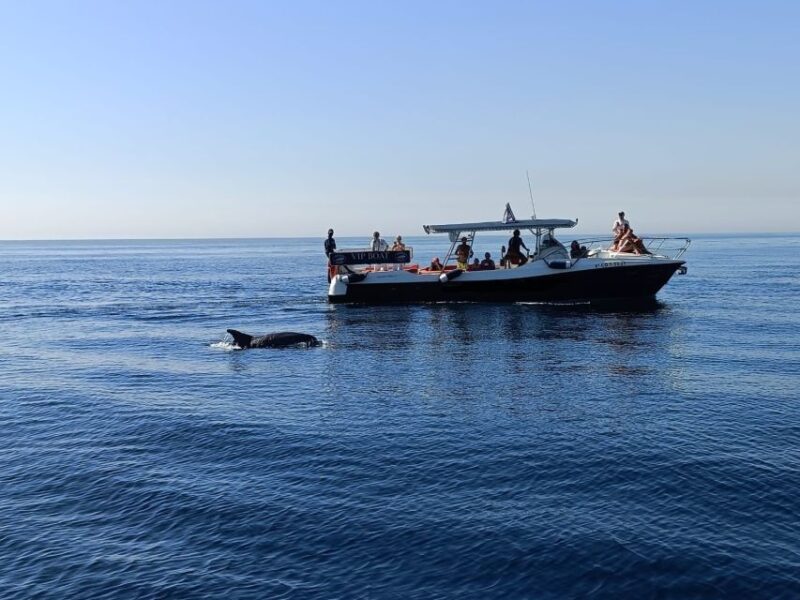 Fuengirola: Fantastic Dolphin Watching Yacht Tour with Drink - Flexibility with Booking and Cancellations