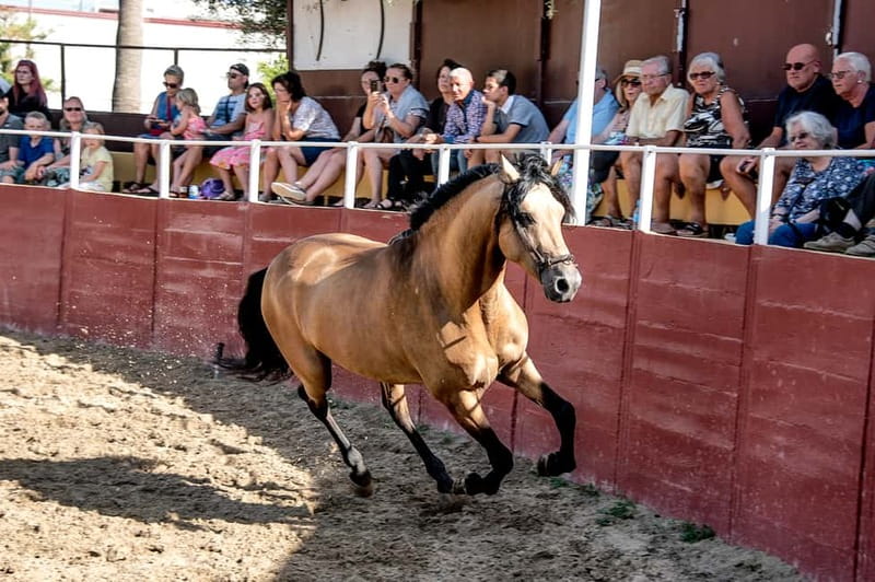 Fuengirola: Spanish Horse Show with Optional Dinner/Flamenco - Flamenco Performance: Traditional Dance and Live Music