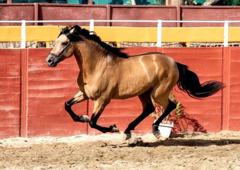 Fuengirola: Spanish Horse Show with Optional Dinner/Flamenco - Who Will Enjoy This Tour the Most?