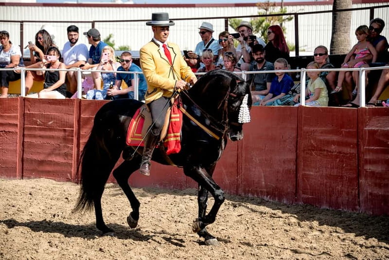 Fuengirola: Spanish Horse Show with Optional Dinner/Flamenco - Final Thoughts on the Fuengirola Horse Show with Dinner and Flamenco