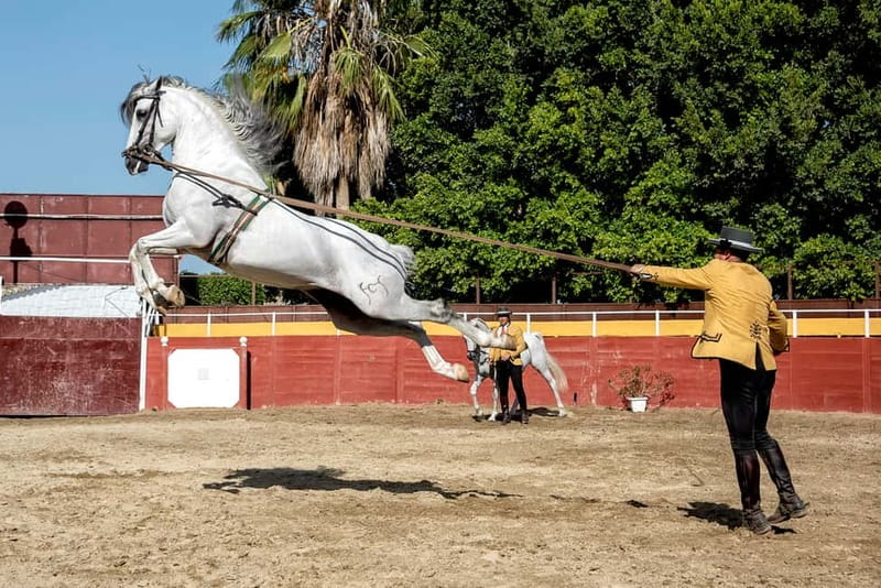 Fuengirola: Spanish Horse Show with Optional Dinner/Flamenco - Frequently Asked Questions