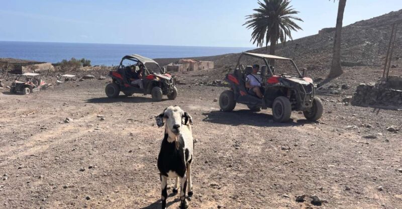 Fuerteventura : 2 hours Buggy Tour in Punta de Jandía -  