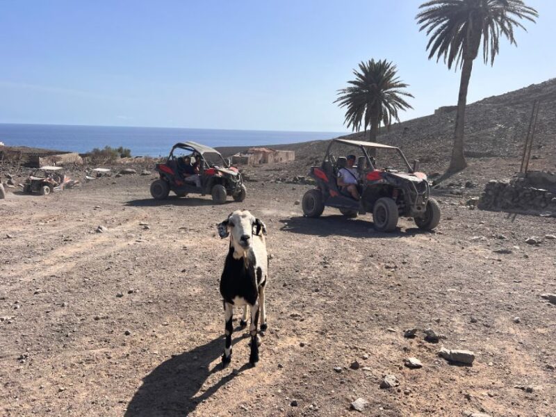 Fuerteventura : 2 hours Buggy Tour in Punta de Jandía - Key Points