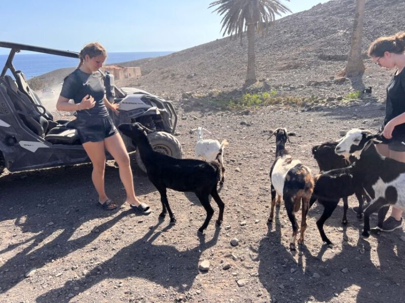 Fuerteventura : 2 hours Buggy Tour in Punta de Jandía - Discovering Punta de Jandía’s Landmarks and Nature