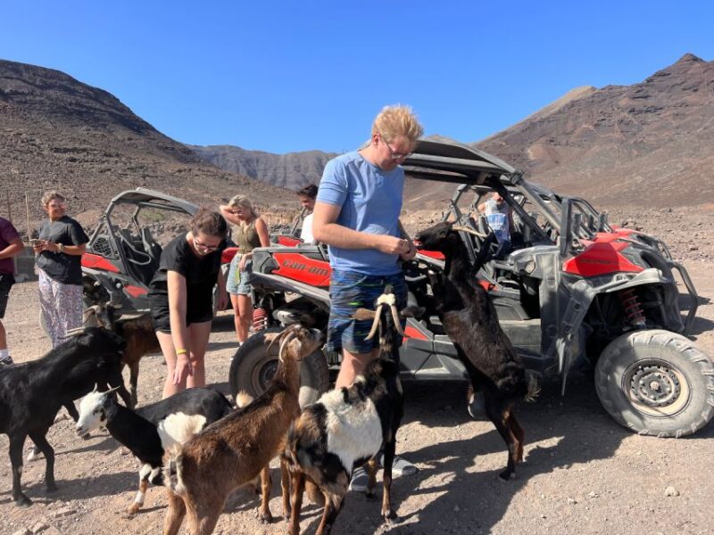 Fuerteventura : 2 hours Buggy Tour in Punta de Jandía - Comparing this Tour with Similar Experiences