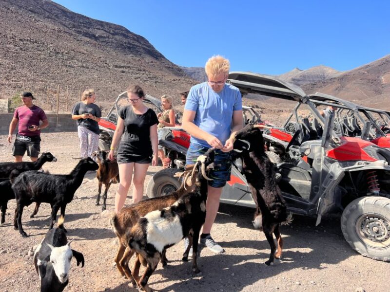 Fuerteventura : 2 hours Buggy Tour in Punta de Jandía - Is This Tour Worth It?