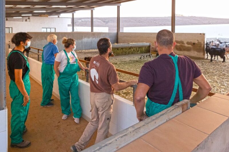 Fuerteventura: Artisan Goat's Cheese Making at Local Farm - Key Points