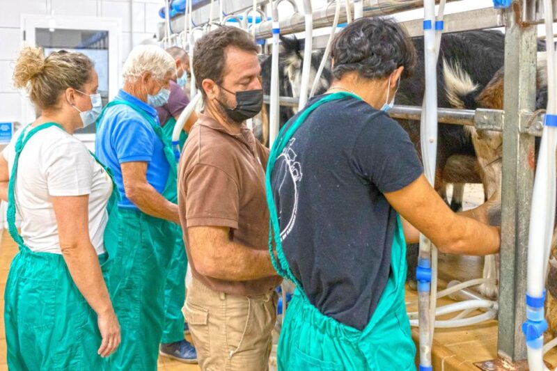 Fuerteventura: Artisan Goat's Cheese Making at Local Farm - Testimonials and Past Feedback Highlighting the Experience