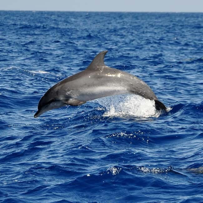 Fuerteventura: Catamarán navegación a vela y delfines. - Discover the 5-Hour Catamaran Sailing Adventure in Fuerteventura