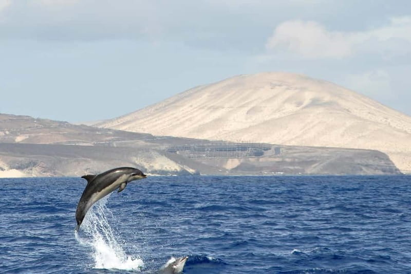 Fuerteventura: Catamarán navegación a vela y delfines. - Key Points