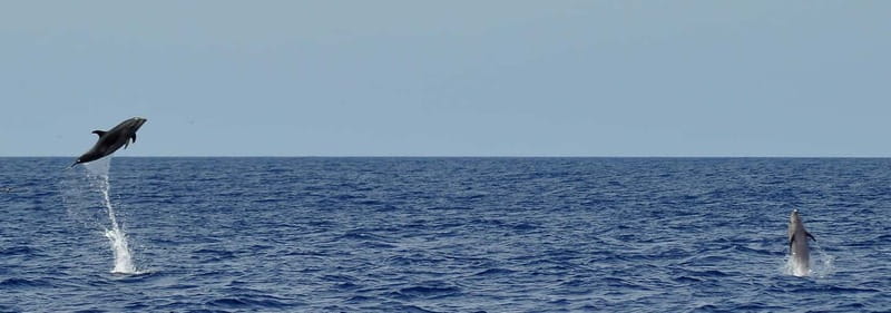 Fuerteventura: Catamarán navegación a vela y delfines. - The 5-Hour Sailing Itinerary in the Canary Islands