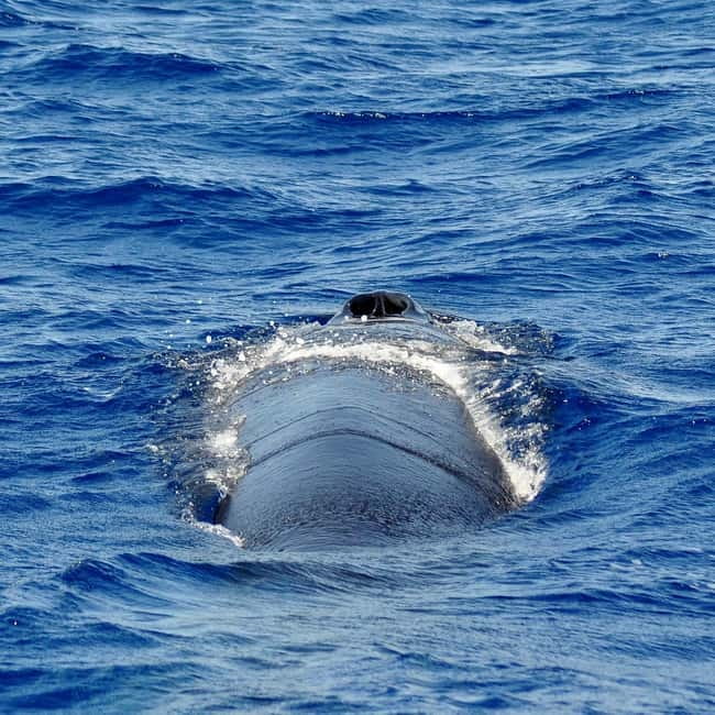 Fuerteventura: Catamarán navegación a vela y delfines. - Marine Wildlife Encounters and Eco-Conscious Sailing