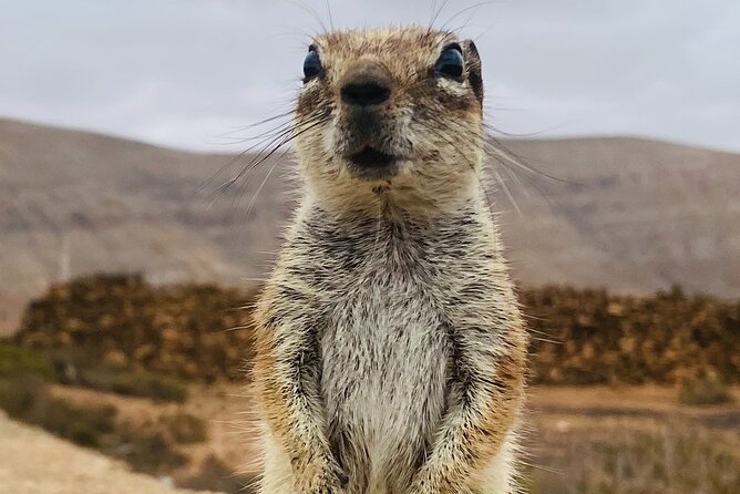 Fuerteventura: Discover Fuerteventura GRAND Islandtour - Key Points