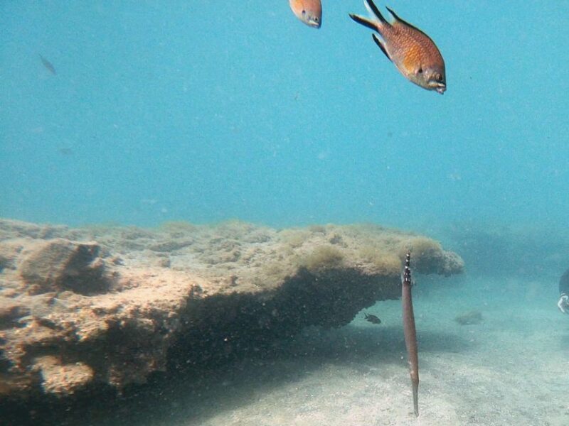 Fuerteventura: Discover Scuba Diving - Post-Dive Care and Equipment Washing