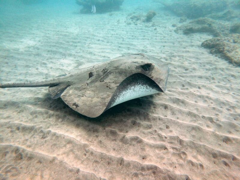 Fuerteventura: Discover Scuba Diving - Practical Information for Participants