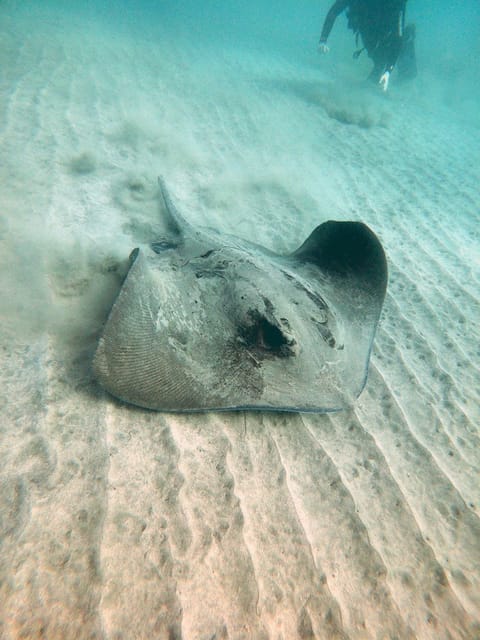 Fuerteventura: Discover Scuba Diving - Final Thoughts on the Discover Scuba Diving Experience in Fuerteventura