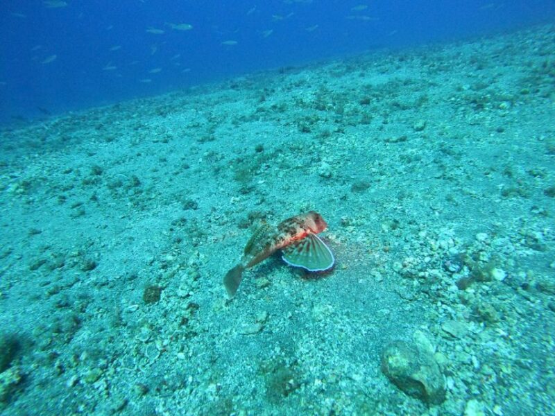 Fuerteventura: Guided Snorkeling in La Lajita with Pickup - What to Bring and Prepare