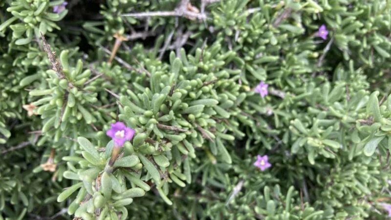 Fuerteventura Hiking on the sacred mountain El Cardon - Key Points