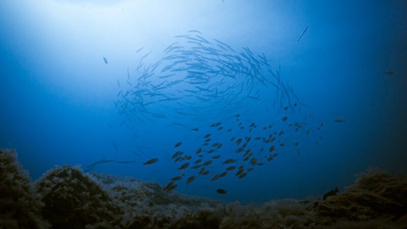 Fuerteventura: Introductory Dive in La Lajita with Pickup - Fuerteventura: Introductory Dive in La Lajita with Pickup — An Accessible Underwater Adventure