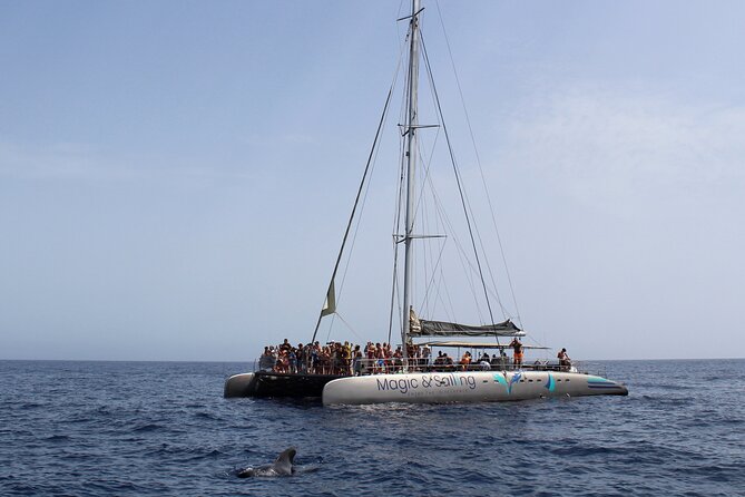 Fuerteventura: Magic Select Catamaran Trip with Food & Drinks - Wildlife Sightings: Dolphins and More