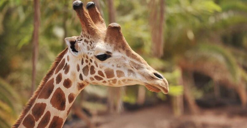 Fuerteventura: Oasis Wildlife Entry Ticket - Discover Fuerteventura’s Largest Wildlife Park with a Single Entry Ticket