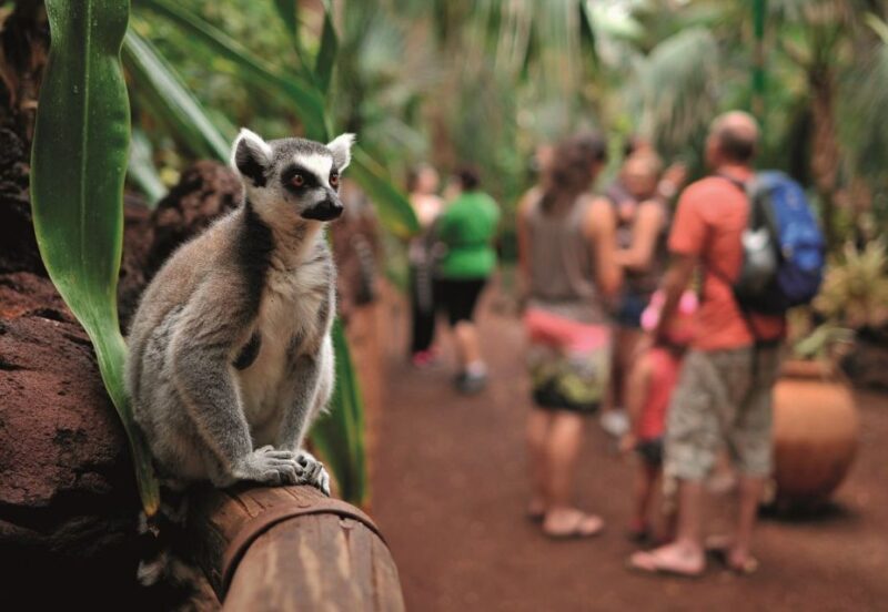 Fuerteventura: Oasis Wildlife Entry Ticket - Interacting with Lemurs and Giraffes: Photo Opportunities and Experiences