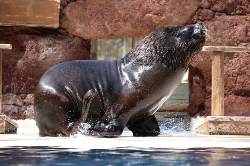 Fuerteventura: Oasis Wildlife Entry Ticket - Practical Info: Accessibility, Meeting Points, and Booking Flexibility