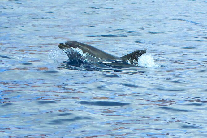 Fuerteventura Sailing Trip from Morro Jable - The Wi-Fi and Transportation Convenience