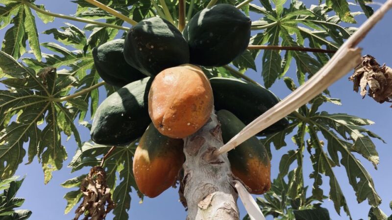 Fuerteventura: Tapas and Local Life Guided Tour - Explore Authentic Fuerteventura with a Guided Tapas Tour