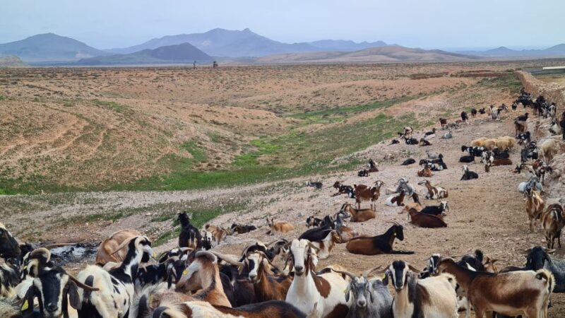 Fuerteventura: Tapas and Local Life Guided Tour - Enjoying Scenic Drives and Photo Opportunities