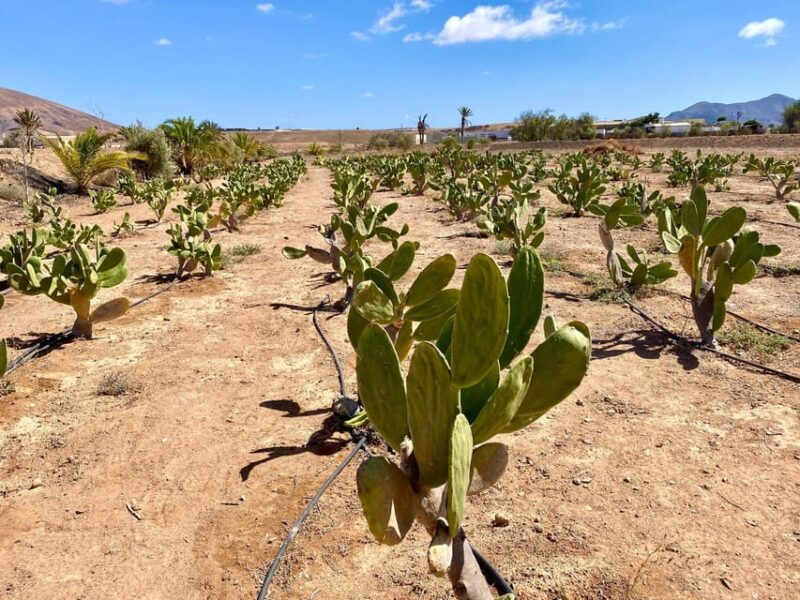 Fuerteventura: Tapas and Local Life Guided Tour - Who Will Appreciate This Fuerteventura Tapas Tour?