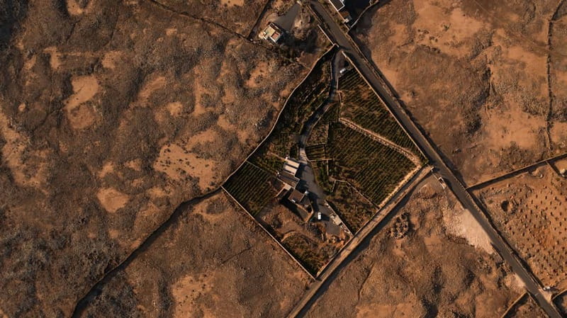 Fuerteventura: Tour & tasting at Conatvs Winery - What Past Visitors Say About the Tour