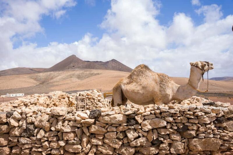 Fuerteventura: volcanic hike to the crater edge - Who Will Love This Volcanic Hike?