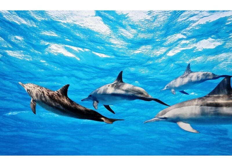 Fuerteventura: Whale & Dolphin Watching Boat Tour with Guide - Fuerteventura: Whale & Dolphin Watching Boat Tour with Guide