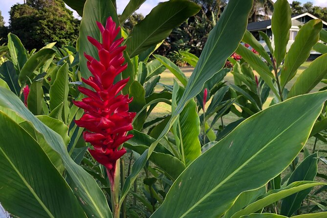 Full-Circle "Reverse" - Luxury Road to Hana Tour from South Maui - The Curvy Hana Highway and Tropical Rainforest