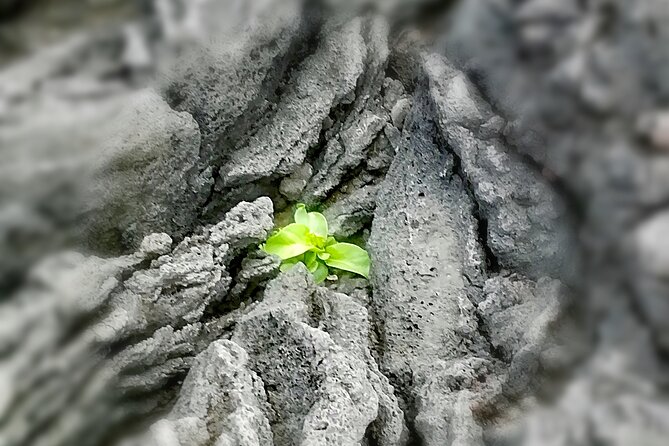 Full-Day 4x4 Tour to Sete Cidades Volcano - The Experience Led by a Local Guide