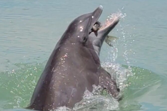 Full Day (6 hours) Sanibel Eco Boat Charter, Gulf and Pine Island - Key Points