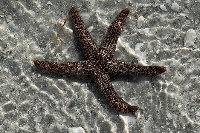 Full Day (6 hours) Sanibel Eco Boat Charter, Gulf and Pine Island - Meal Options and Refreshments