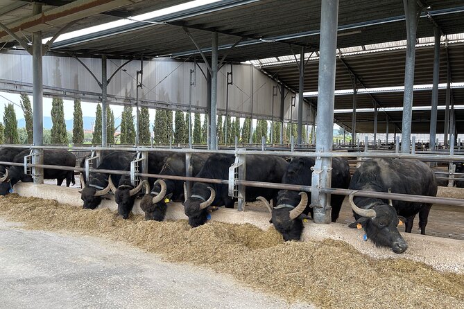 Full-Day archaeological site of Paestum - The Paestum Museum and Its Treasures