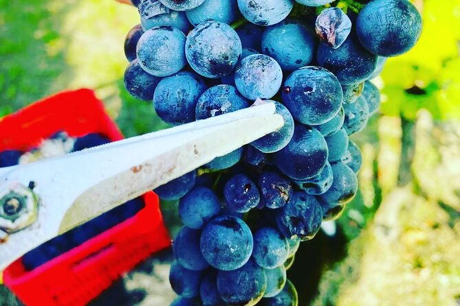 Full day Barolo&Barbaresco Wine Tour from Milano with a local winemaker - Exploring the Wineries in Barolo and Barbaresco