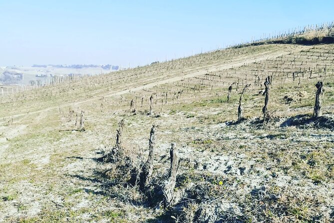 Full day Barolo&Barbaresco Wine Tour from Milano with a local winemaker - Visiting the First Winery in the Barolo Region