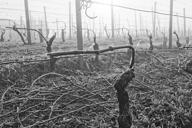 Full day Barolo&Barbaresco Wine Tour from Milano with a local winemaker - Optional Lunch at a Traditional Piedmont Restaurant