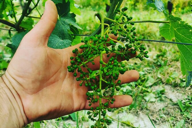 Full day Barolo&Barbaresco Wine Tour from Torino with a local winemaker - Authentic Piedmontese Lunch in Alba