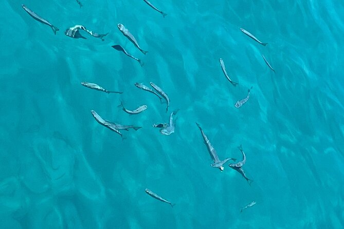 Full Day Boat Tour, Blue Lagoon and olta with lunch&drinks - Food, Drinks, and Onboard Service