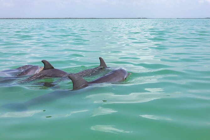 Full Day Boat Tour with Open Bar and Lunch in Riviera Maya - Price and Value for the Experience