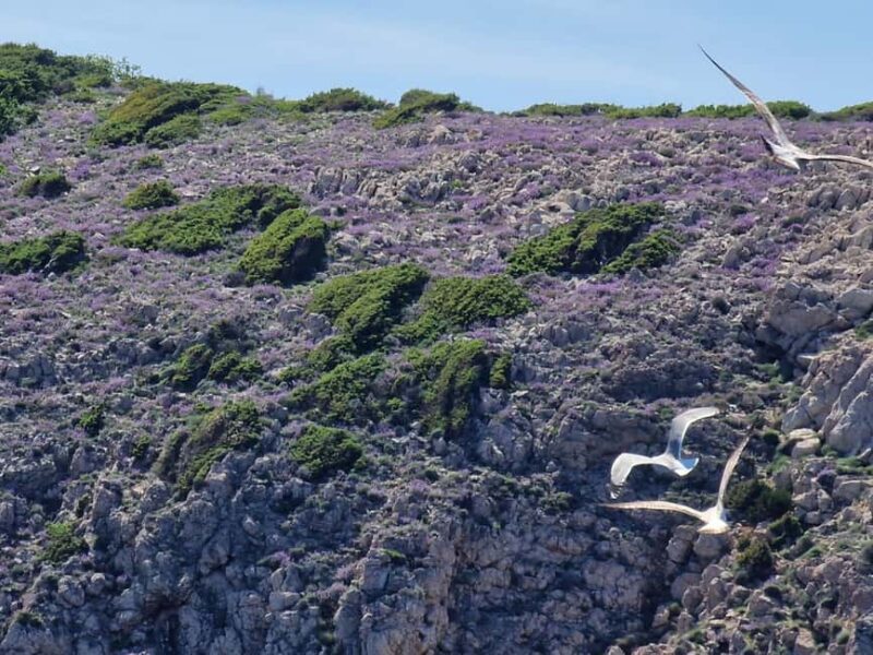 Full day boat-trip Medulin, blue Cave, Cres + dolphin search - Complete Guide to the Full-Day Boat Trip from Medulin to Cres and the Blue Cave