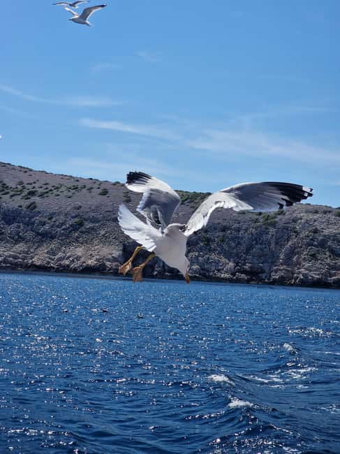 Full day boat-trip Medulin, blue Cave, Cres + dolphin search - Key Points