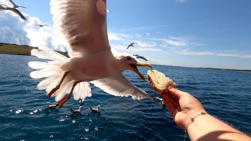 Full day boat-trip Medulin, blue Cave, Cres + dolphin search - Tasting a Freshly Prepared Lunch on Board